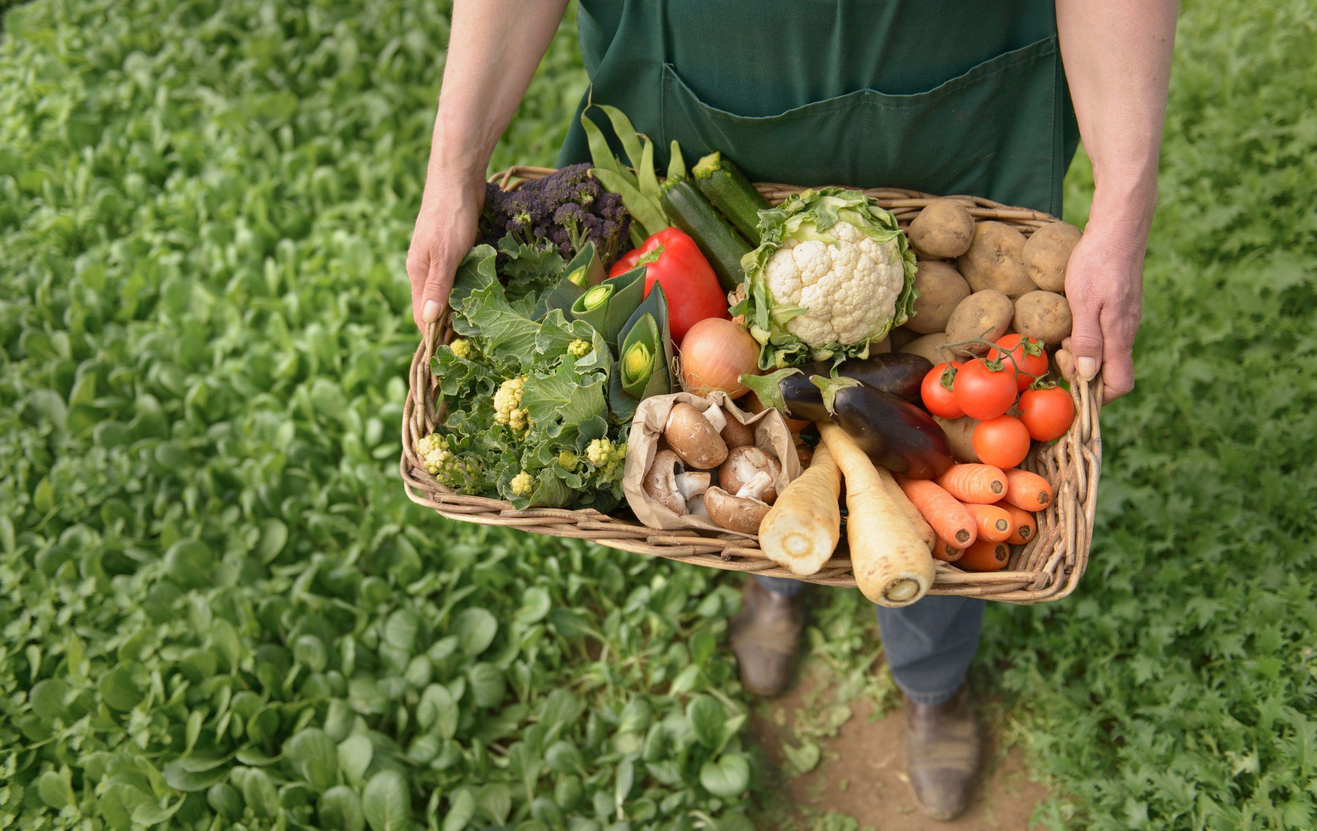 Healthy Take-Out Without Seed Oils